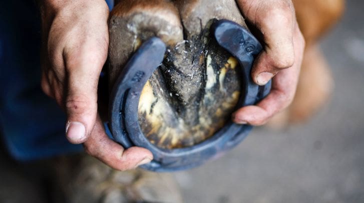 Why Horses Need Horseshoes